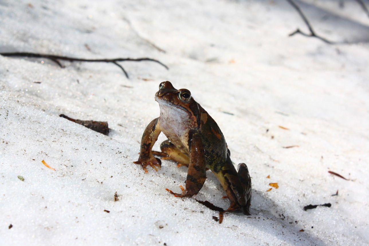 Rana temporaria